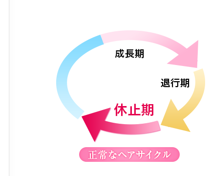 正常なヘアサイクル