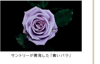サントリーが開発した「青いバラ」