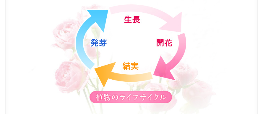 植物のライフサイクル