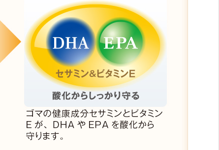 酸化からしっかり守る　ゴマの健康成分セサミンとビタミンEが、DHAやEPAを酸化から守ります。